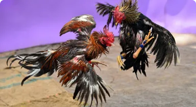 22fun-category -cockfighting
